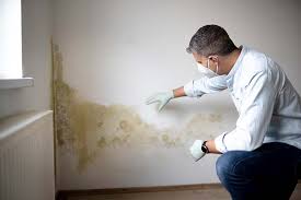  Bruceton, TN Mold Removal Pros